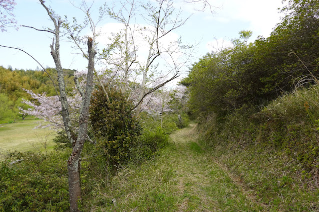 鳥取県米子市福市　福市遺跡　ソメイヨシノ（染井吉野）