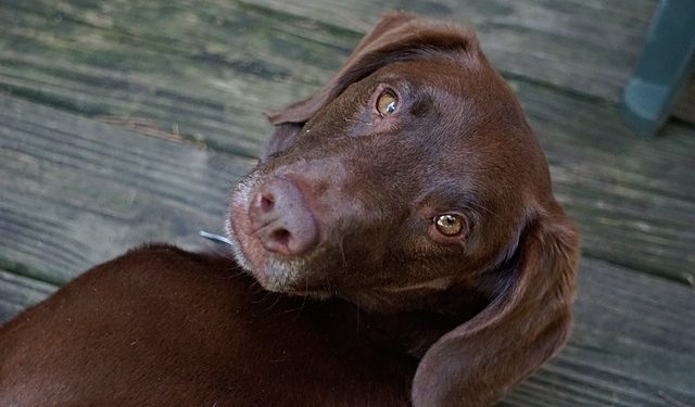 Deputado propõe PL que garante pensão alimentícia para animais