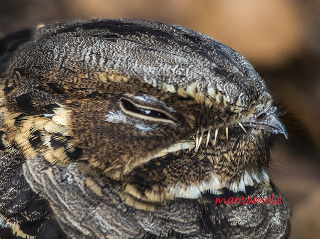 Large Tailed Nightjar (Caprimulgus macrurus)