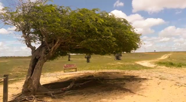 Cartão postal, Árvore Penteada é alvo de vandalismo no litoral do Piauí; vídeo