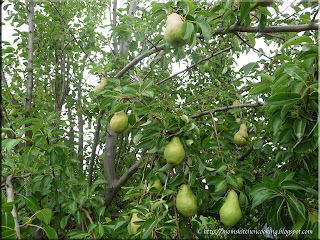 our pear tree laden with pears