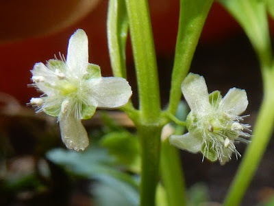 野甘草的花