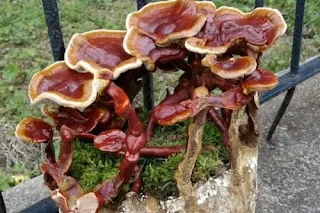 Ganoderma mushroom spawn in Shillong