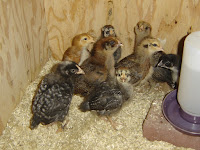 More March 14 Chicks