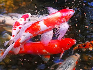 Teknik Jitu Membudidayakan Ikan Koi Hias