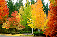 Autumn Trees