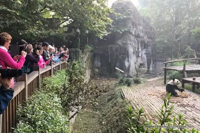 people watch pandas at Chengdu Research Base of Giant Panda Breeding in Chengdu, China