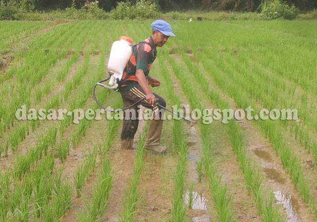  Menyemprot tumbuhan padi merupakan acara yang wajib dilakukan oleh para petani padi unt Tehnik Penyemprotan Padi Yang Benar dan Tepat