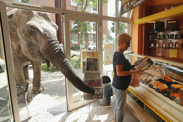 Мая, 40-летний слон, протягивает свой хобот в пекарню