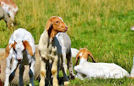 10 Cara Ternak Kambing Etawa Untung Jutaan Buat Pemula