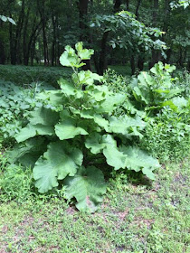 common burdock