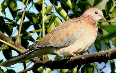 Laughing Dove