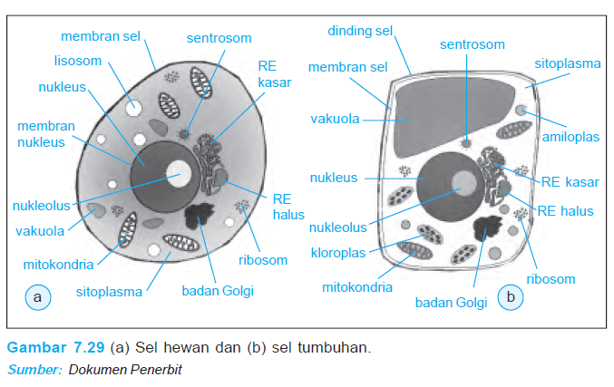  Jaringan  dan Organ pada Hewan  Manusia dan Tumbuhan katakita