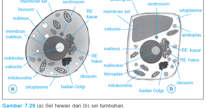  Jaringan  dan  Organ pada Hewan  Manusia  dan  Tumbuhan  katakita