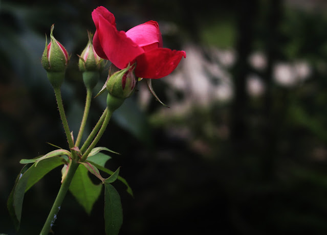 Foto Macro Bunga Mawar Dengan Camera Canon EOS 700D