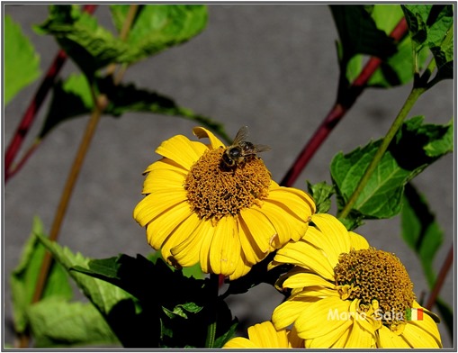 SG2016_FIORI_06RES