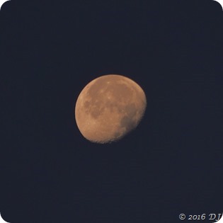 Rusty Moon