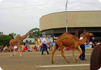 camels