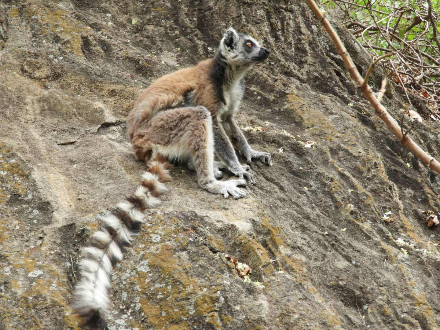 Ringtailmaki, Isalo, Madagascar