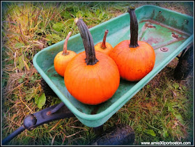 Nuestras Calabazas Decoradas Para Halloween