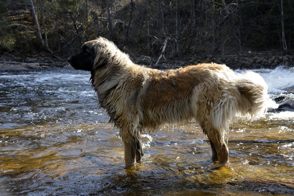 leonberger