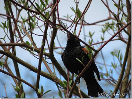 Male Red-wing Blackbird