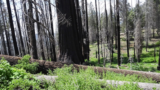 Day 11 - Sequoia National Park