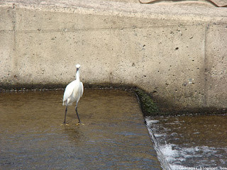 쇠백로(little egret)