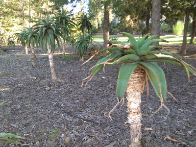 aloe de marloth