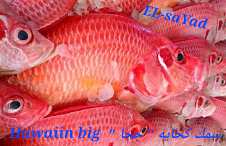 اسماء السمك و انواع الاسماك باللغة الانجليزيه