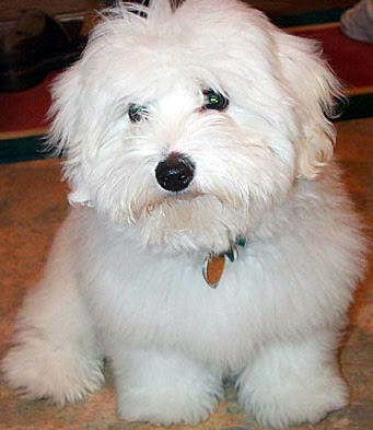 Coton de Tulear Characteristics