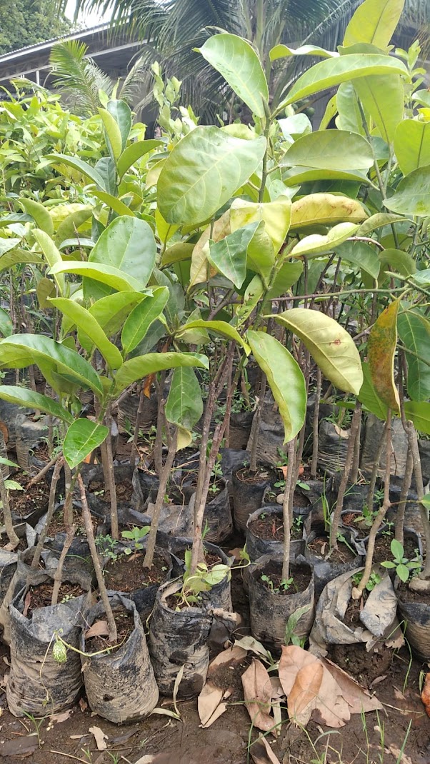 jual tanaman bibit cempedak king cepat tumbuh banten Jawa Barat