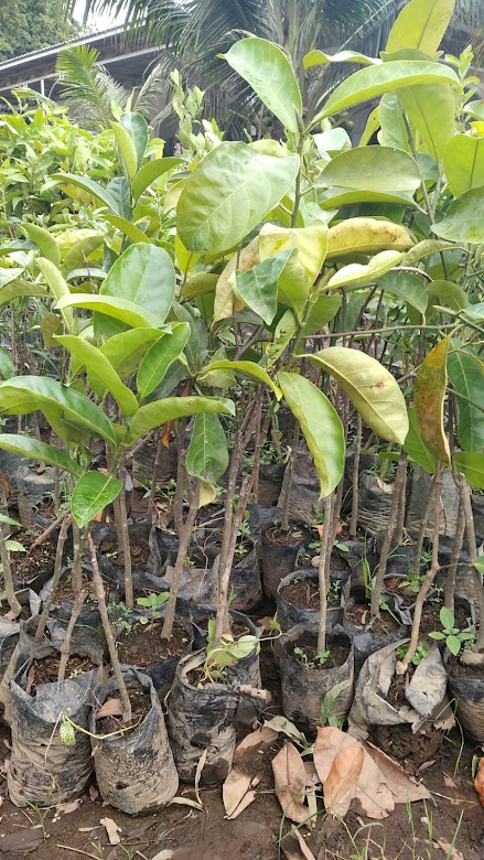 jual bibit tanaman cempedak king yang cepat berbuah jakarta selatan Bontang