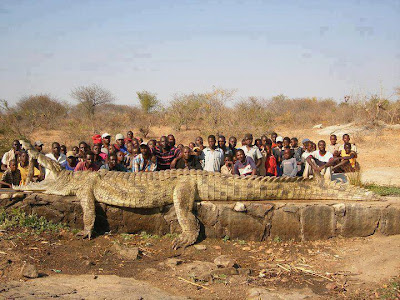 unbelievable, strange, africa, niger river, crocodile, animals