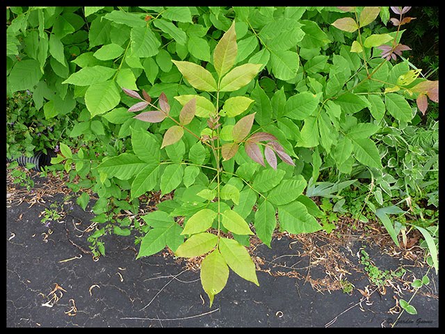 poison oak vs poison ivy rash. poison oak rash vs poison ivy.