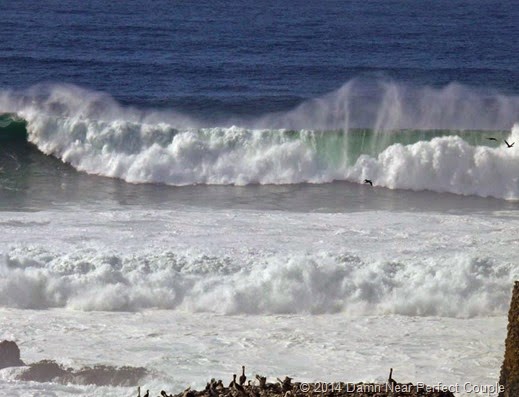 Pelicans and Waves3