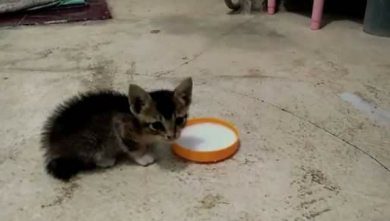 Susu Manusia yang Cocok untuk Anak Kucing - HoBinatang