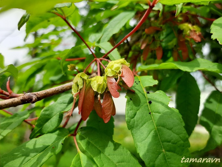 Клён маньчжурский (Acer mandshuricum)