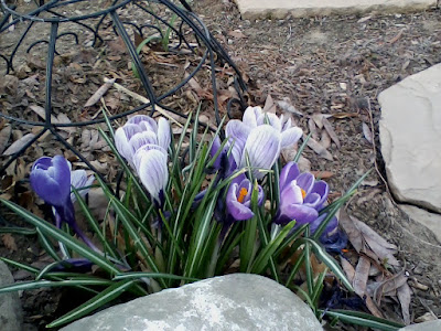 Solid purple and striped purple-and-white crocuses.