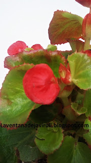 cuidados-begonia-semperflorens