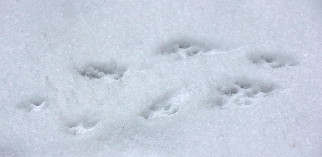 Squirrel prints in snow