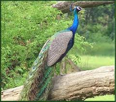 the peacock