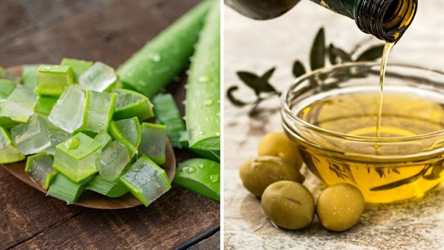 Công dụng trị rụng tóc của nha đam và dầu olive