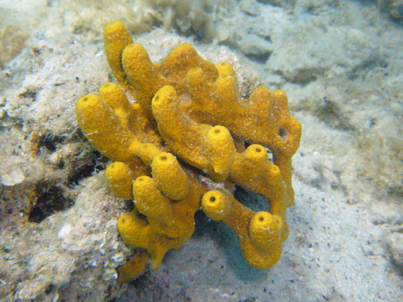 BELAJAR TERUS BIOLOGI FILUM PORIFERA 