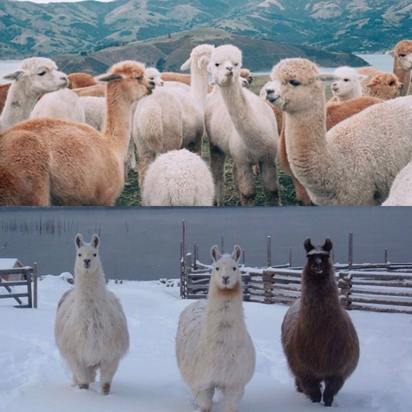 Download 80 Koleksi Gambar Hewan Alpaca Paling Baru HD