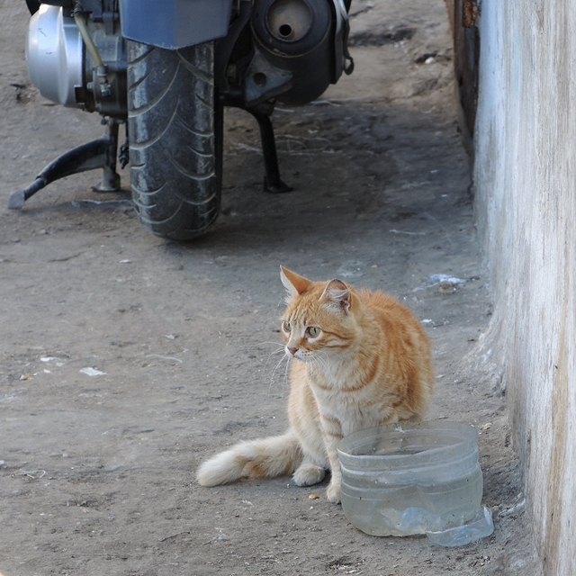 'Marokkaanse katten'-week - 2