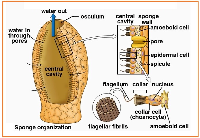 BIOLOGI GONZAGA: SOAL HEWAN INVERTEBRATA