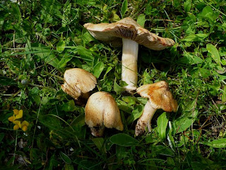 Inocybe patouillardi - Inocybe patouillardi