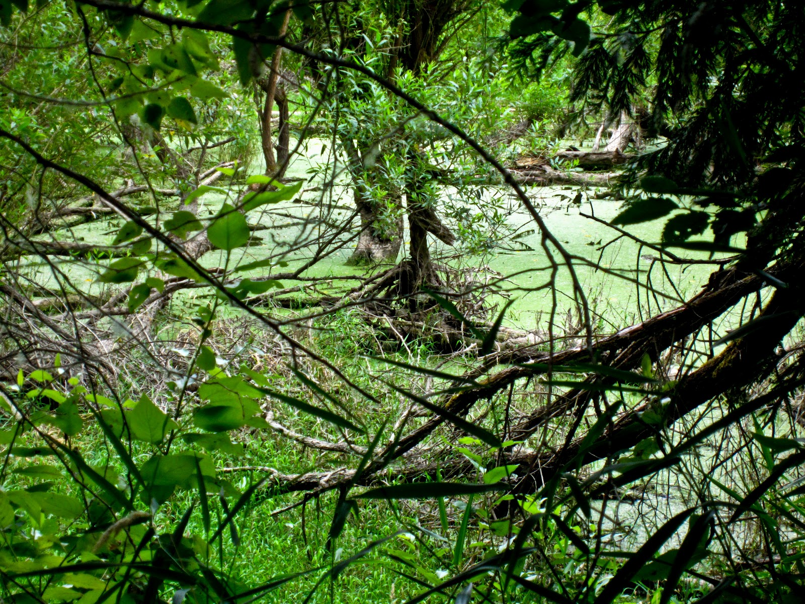 My Oregon Photography : Oaks Bottom Wildlife Refuge