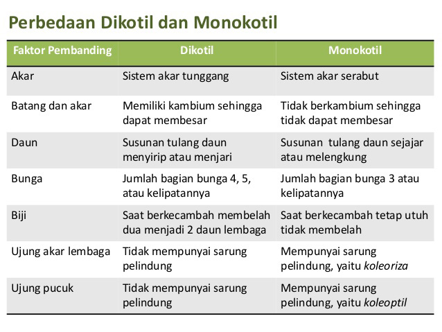 Ciri Tumbuhan Monokotil Beserta Contoh - MARKIJAR.Com